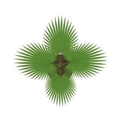 Top View Illustration of a Fan Palm Tree or Tropical Plant Icon Isolated on White