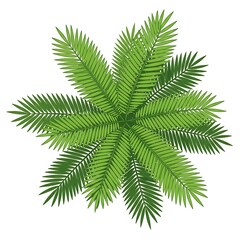 Plan View of Tropical Palm Tree Crown or Fronds - Isolated Vector Illustration