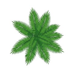 Top View Vector Illustration of Palm Tree Leaves (Pinnate)
