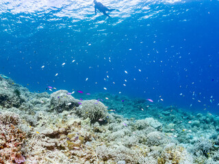 ハナゴイ, Purple queen, Amethyst anthias, Pseudanthias pascalus, ハタ科,
デバスズメダイ, Blue green damselfish, Chromis viridis, Blue green chromis, スズメダイ科,
美しいサンゴ礁と熱帯魚の群れ。
安室島沖縄県
島尻郡慶良間諸島座間味島-2025
サンゴの産卵があり卵が漂う。沖縄