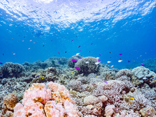 ハナゴイ, Purple queen, Amethyst anthias, Pseudanthias pascalus, ハタ科,
デバスズメダイ, Blue green damselfish, Chromis viridis, Blue green chromis, スズメダイ科,
美しいサンゴ礁と熱帯魚の群れ。
安室島沖縄県
島尻郡慶良間諸島座間味島-2025
サンゴの産卵があり卵が漂う。沖縄