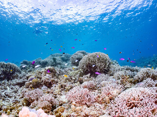 ハナゴイ, Purple queen, Amethyst anthias, Pseudanthias pascalus,...