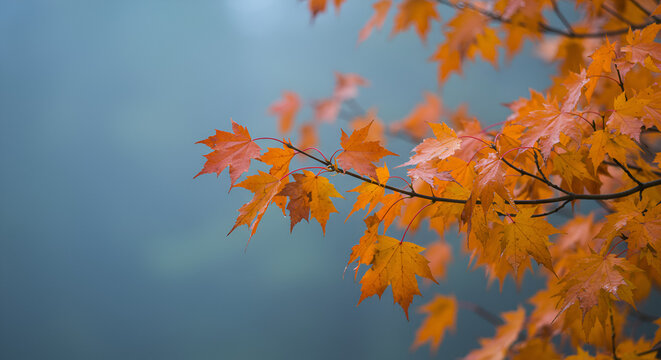 Vibrant orange autumn maple leaves glow warmly on a tree branch, creating a beautiful contrast against the soft, ethereal blue-grey background.