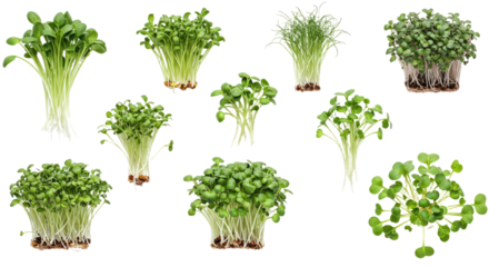 Fresh green microgreens isolated on white background, various types of young edible plants for healthy food and cooking