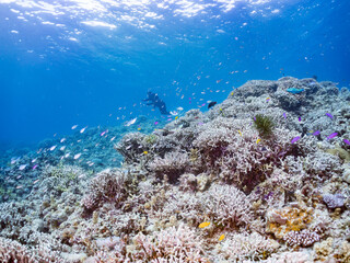 ハナゴイ, Purple queen, Amethyst anthias, Pseudanthias pascalus, ハタ科,
デバスズメダイ, Blue green damselfish, Chromis viridis, Blue green chromis, スズメダイ科,
美しいサンゴ礁と熱帯魚の群れ。
安室島沖縄県
島尻郡慶良間諸島座間味島-2025
サンゴの産卵があり卵が漂う。沖縄