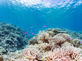 ハナゴイ, Purple queen, Amethyst anthias, Pseudanthias pascalus, ハタ科,
デバスズメダイ, Blue green damselfish, Chromis viridis, Blue green chromis, スズメダイ科,
美しいサンゴ礁と熱帯魚の群れ。
安室島沖縄県
島尻郡慶良間諸島座間味島-2025
サンゴの産卵があり卵が漂う。沖縄