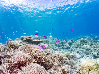 ハナゴイ, Purple queen, Amethyst anthias, Pseudanthias pascalus, ハタ科,
デバスズメダイ, Blue green damselfish, Chromis viridis, Blue green chromis, スズメダイ科,
美しいサンゴ礁と熱帯魚の群れ。
安室島沖縄県
島尻郡慶良間諸島座間味島-2025
サンゴの産卵があり卵が漂う。沖縄