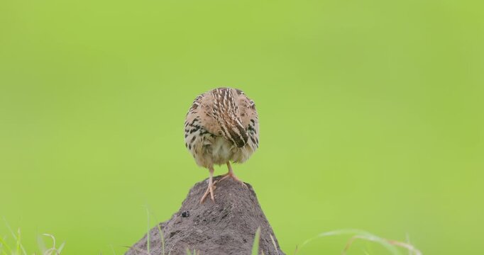 Rain quail male preens and shakes feathers atop a rock on a lush monsoon morning with green backdrop in slow motion