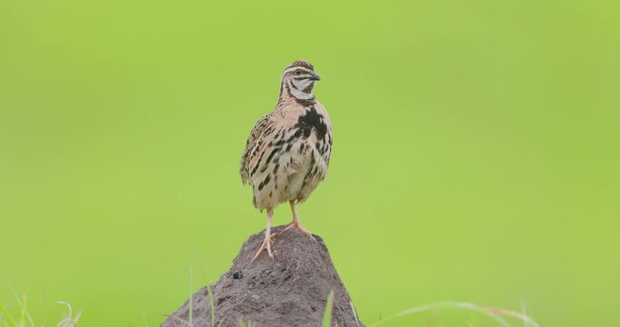 Rain quail male sings from atop a rock on a lush monsoon morning, framed by vibrant green hues.