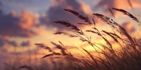 Obraz premium Silhouetted Grass Against a Softly Lit Sunrise Sky with Gentle Clouds and a Dreamy Atmosphere