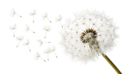 A fluffy white dandelion seed head releases its many delicate seeds gently blowing away into the air, isolated transparent png.