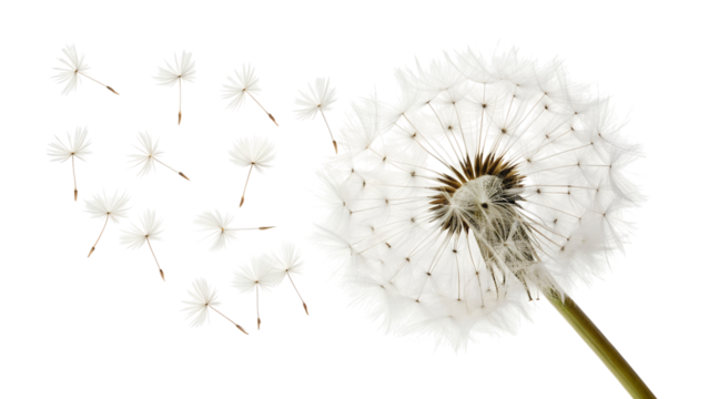 A fluffy white dandelion seed head releases its many delicate seeds gently blowing away into the air, isolated transparent png.