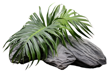 PNG Rock heavy element Palm leaves shape outdoors nature plant.