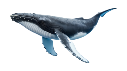 A large humpback whale swims peacefully with its distinctive white fins. This magnificent marine animal is isolated on a transparent png background.