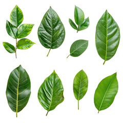 Assorted green foliage on stark black background