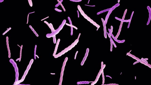 Bacillus Anthracis On Alpha