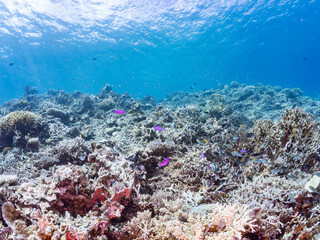 ヒフキアイゴ, Blotched foxface, Siganus unimaculatus, アイゴ科,
美しいサンゴ礁と熱帯魚の群れ。
嘉比島沖縄県
島尻郡慶良間諸島座間味島-2025
サンゴの産卵があり卵が漂う。沖縄本島から40km西方の諸島。30以上の島嶼群全体が国立公園に指定。珊瑚礁の青い海と白い砂浜は世界屈指の美。貴重な動植物が多数生息。
