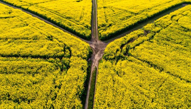 An aerial view showcasing a vibrant, flowering agricultural field intersected by dirt roads forming a unique Y-shaped intersection. The yellow flowers fill the entire expanse