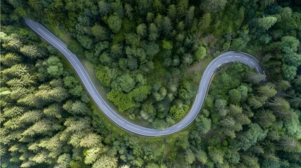 aerial. Aerial view of a serene forest road winding through lush greenery under natural daylight. travel magazines, destination branding, designed for travel destination branding.
