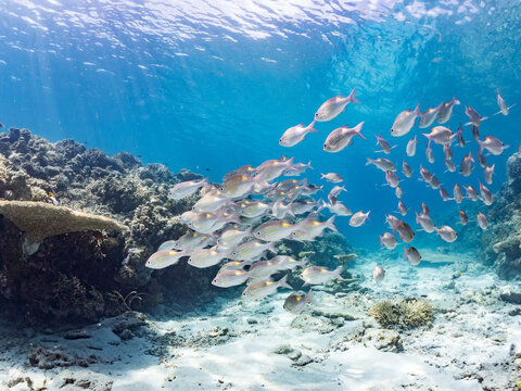 ノコギリダイ, Yellowspot emperor, Striped large-eye bream, Gnathodentex aureolineatus, フエフキダイ科,
美しいサンゴ礁と熱帯魚の群れ。
安室島沖縄県
島尻郡慶良間諸島座間味島-2025
サンゴの産卵があり卵が漂う。沖縄本島から40km西方の諸島。30以上の島嶼群全体が国立公園に指定。珊瑚礁の青い海と白い砂浜は世界屈指の美。