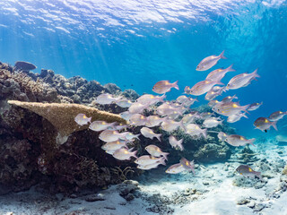 ノコギリダイ, Yellowspot emperor, Striped large-eye bream, Gnathodentex aureolineatus,...