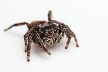 Jumping spider in a defensive position on a white background. Close-up. Screensaver. Warlike...