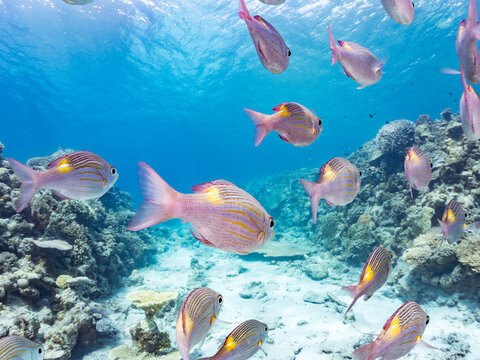 ノコギリダイ, Yellowspot emperor, Striped large-eye bream, Gnathodentex aureolineatus, フエフキダイ科,
美しいサンゴ礁と熱帯魚の群れ。
安室島沖縄県
島尻郡慶良間諸島座間味島-2025
サンゴの産卵があり卵が漂う。沖縄本島から40km西方の諸島。30以上の島嶼群全体が国立公園に指定。珊瑚礁の青い海と白い砂浜は世界屈指の美。