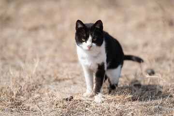 Fototapeta premium 道端で座っている可愛い猫