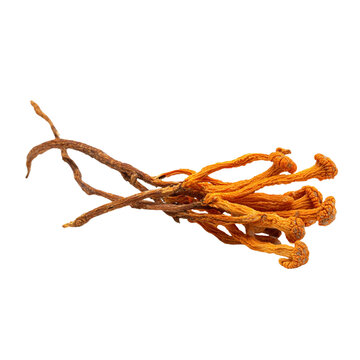 Dried cordyceps militaris mushroom cluster for culinary and medicinal use