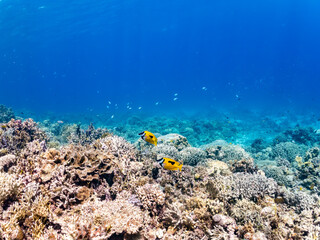 ヒフキアイゴ, Blotched foxface, Siganus unimaculatus, アイゴ科,
美しいサンゴ礁と熱帯魚の群れ。
嘉比島沖縄県
島尻郡慶良間諸島座間味島-2025
サンゴの産卵があり卵が漂う。沖縄本島から40km西方の諸島。30以上の島嶼群全体が国立公園に指定。珊瑚礁の青い海と白い砂浜は世界屈指の美。貴重な動植物が多数生息。

