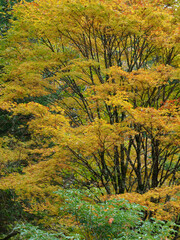 紅葉