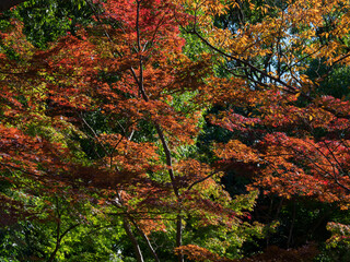 紅葉