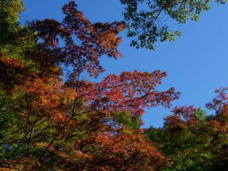 紅葉