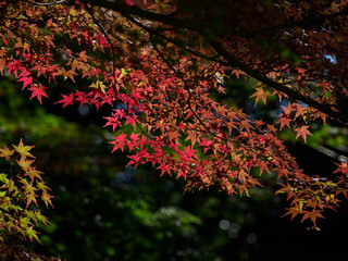 紅葉