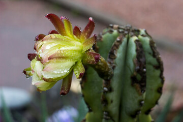 pitahaya. cactus flower. colorful photo of a flower in natural growth with raindrops. close-up. blurred background with highlights and bokeh.
