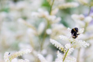 Actaea pollinated by insects on a blurred background with highlights and bokeh. colorful flower...
