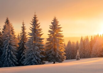 Frosted Pine Radiance Winter Suns Golden Embrace
