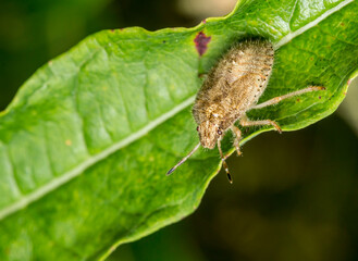 hairy bug on a plant. wildlife. colorful detailed macro photo of an insect. close-up. space for text. screensaver. bokeh
