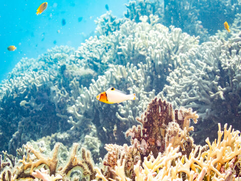 珊瑚綺麗❗️ 珊瑚綺麗」の写真素材 | 76,032件の無料イラスト画像 | Adobe Stock