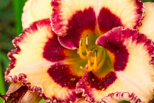 daylily. yellow flower. colorful macro photo of a flower on a blurred background. natural environment. bokeh. - Powered by Adobe