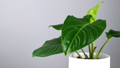 A vibrant houseplant with large, lush green leaves, displayed in a simple white pot against a neutral backdrop.