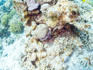 Fototapeta premium ワモンダコ, Big Blue Octopus, Octopus cyanea, マダコ科, 美しいサンゴ礁と熱帯魚の群れ。 嘉比島沖縄県 島尻郡慶良間諸島座間味島-2025 サンゴの産卵があり卵が漂う。沖縄本島から40km西方の諸島。30以上の島嶼群全体が国立公園に指定。珊瑚礁の青い海と白い砂浜は世界屈指の美。貴重な動植物が多数生息。 