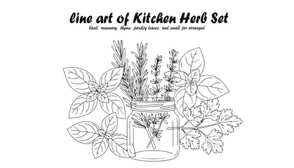 Detailed line art illustration of assorted kitchen herbs displayed in a mason jar, arranged.