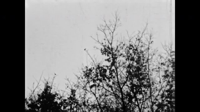  Old archive, Airplane silhouette flies high in sky, hidden behind trees branches. Sad departure travel, emigration abstraction. Distance, migration. Vintage film. Longing archival retro 1960s