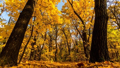 Golden autumn leaves blanket a sunlit forest floor, dappled sunlight filtering through vibrant yellow foliage.