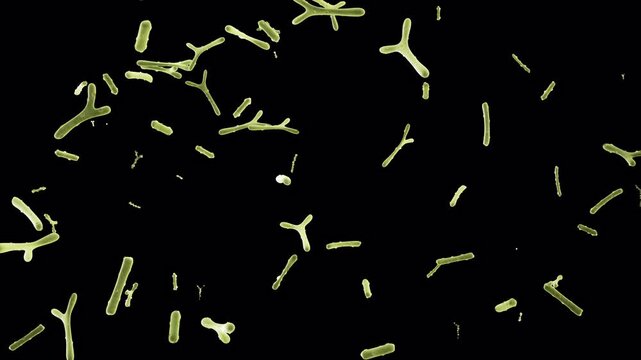 Bifidobacterium On Alpha