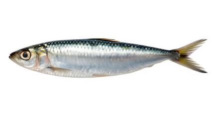 Isolated Sardine Fish on White Background.
