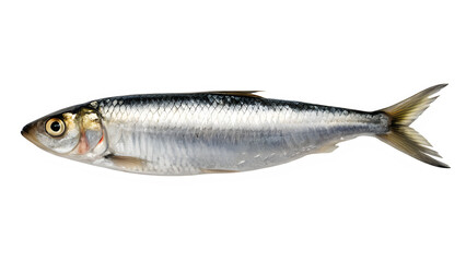 Isolated Sardine Fish on White Background.