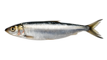 Isolated Sardine Fish on White Background.
