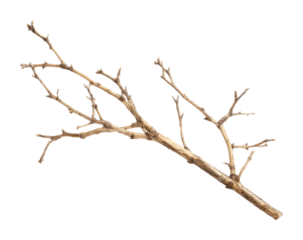 Nature's branch detailed of a dry stick on isolated on transparent background
